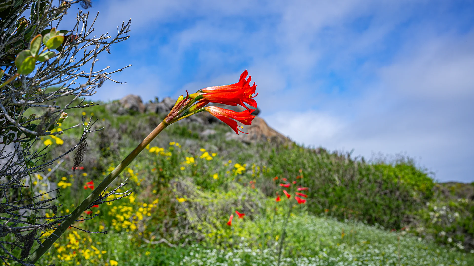 Flor Añañuca creciendo en la Parcelación Praderas del Arrayán, Coquimbo mostrando la flora característica del sector